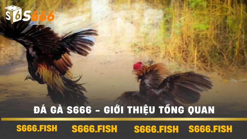 Đá Gà s666 - Giới thiệu tổng quan